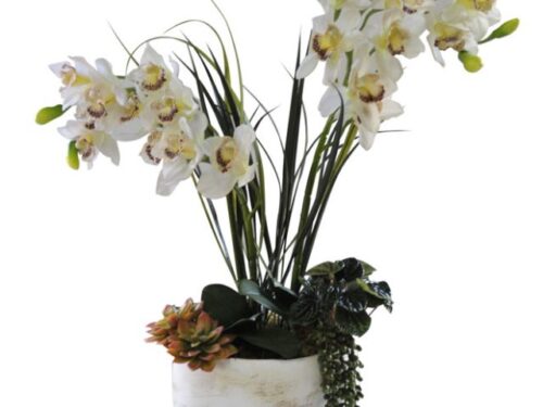 Cymbidium Succulents in Antique Vase