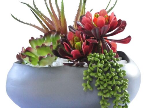 Succulents in Charcoal Grey Vase